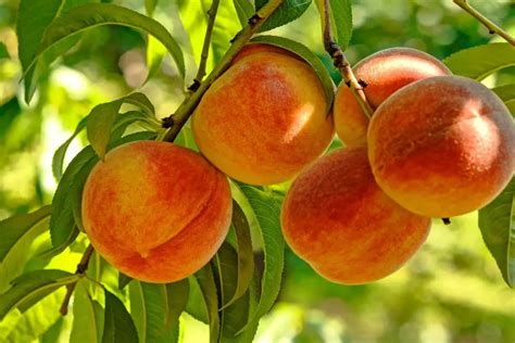 When Do Peach Trees Bloom - Best Insights About Fruit Trees - Gardening Dream