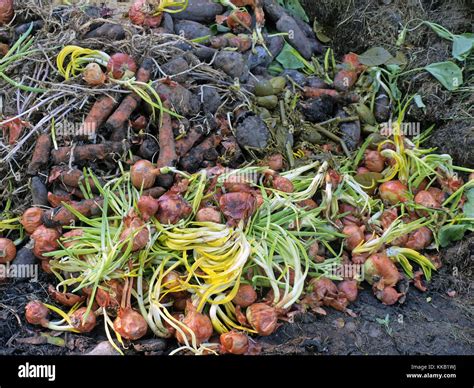 Rotten vegetables hi-res stock photography and images - Alamy