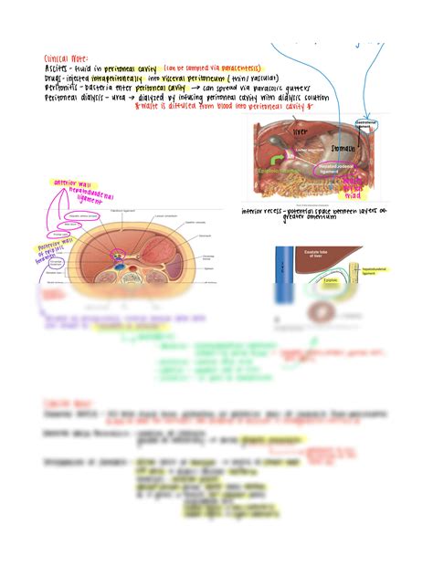 SOLUTION: Anatomy notes on abdominal cavity peritoneal cavities and ...