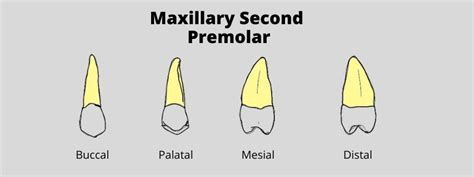 Maxillary Second Premolar:Dental Anatomy Made Easy | Dental Education Hub