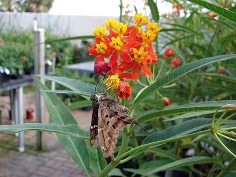 Butterfly Gardening in South Florida