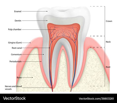 Dental Anatomy And Tooth Structure Diagram Vector Image | The Best Porn ...