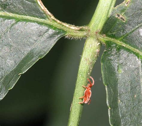 Trombidium holosericeum (Trombidiidae) image 173274 at PhytoImages.siu.edu