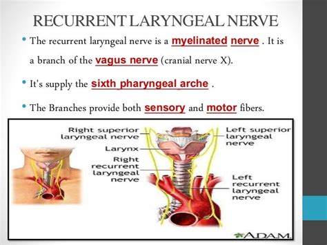 Anatomy of recurrent laryngeal nerveAnatomy of recurrent laryngeal ne…