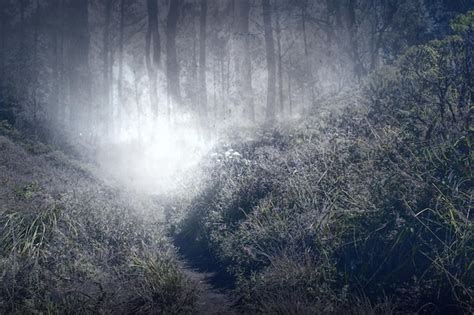 Premium Photo | Haunted forest with fog