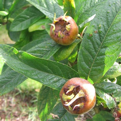 The Guide to Medlar — Food Garden Life