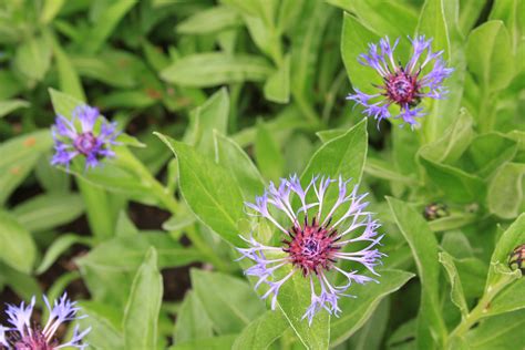 Great perennials - Centaurea montana - Susan's in the Garden