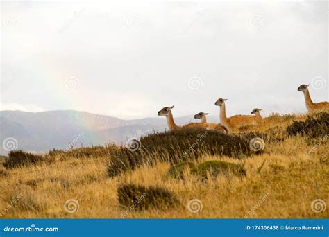 Guanacos in the Landscape of the Torres Del Paine Mountains with a ...