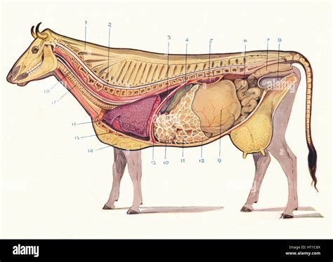 La sección media de la vaca, mostrando los principales órganos de la ...