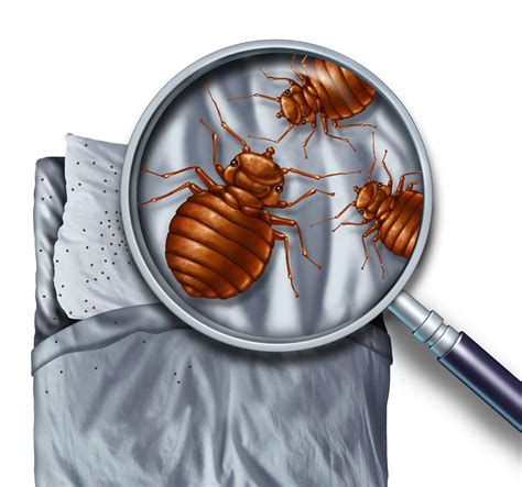 bed-bugs-pest-control - On Guard Pest Solutions