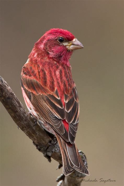 "Purple Finch male" by PixlPixi | Redbubble