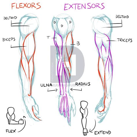 Arm anatomy sketch in 2023 | How to draw muscles, Anatomy sketches ...