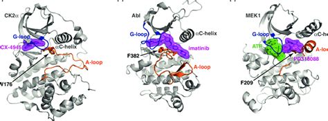 Examples of the three main classes of kinase inhibitors. The protein... | Download Scientific ...