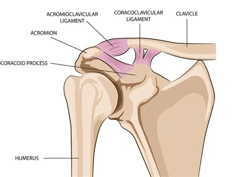 Acromion: Shoulder Anatomy, Injuries, Pain, and How to Fix It - Gymless