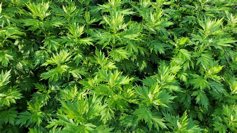 Mugwort: Identification, Uses, and Preparations — The Wild Within Healing