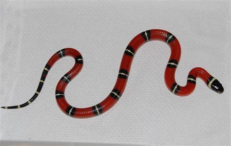 Red Black And White Milk Snake - amphibian plant examples