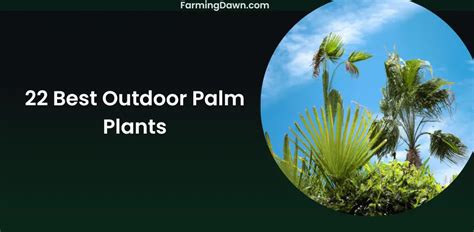 22 Best Outdoor Palm Plants.