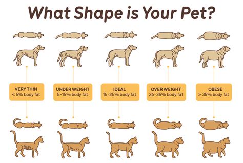 How to tell if your pet's weight is in the healthy range - Guides | Big Dog Pet Foods