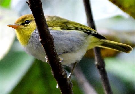 Yellow-throated Woodland Warbler