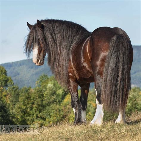 Shire Draft horse stallion with long mane | Horses - Wild Manes & Tails | Pinterest | Horse ...