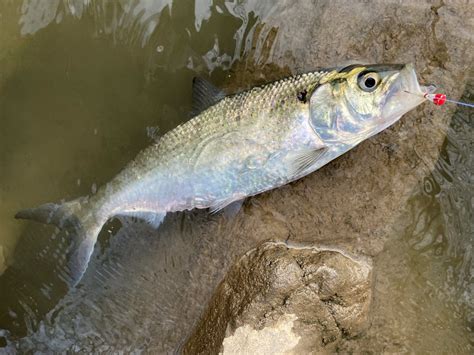 Hickory Shad | Photo by Richard Gunion | Maryland Fisheries Service DNR | Flickr