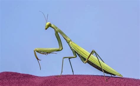The Ultimate Guide to Praying Mantis Food: What They Eat and How to Feed Them