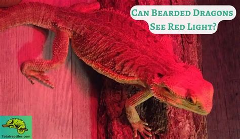 Can Bearded Dragons See Red Light? Are Red Lights Bad For Them?