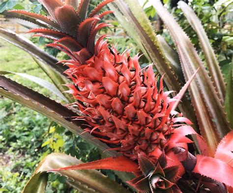 Brazilian Red Pineapple Plant