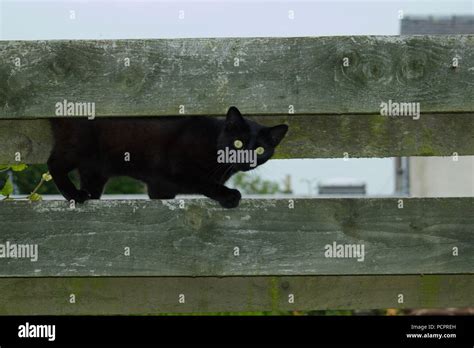 Black cat on a garden fence Stock Photo - Alamy