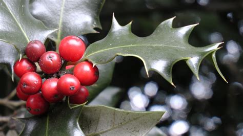 Holly And Ivy Free Stock Photo - Public Domain Pictures