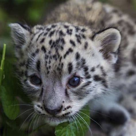 Snow Leopard Cub Now Has A Name! - Como Zoo Conservatory