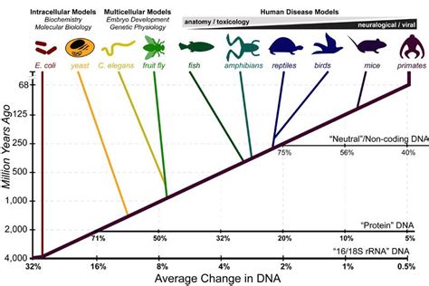 Model Organisms and DNA's "Molecular Clock" - Practically Science | Molecular, Molecular biology ...