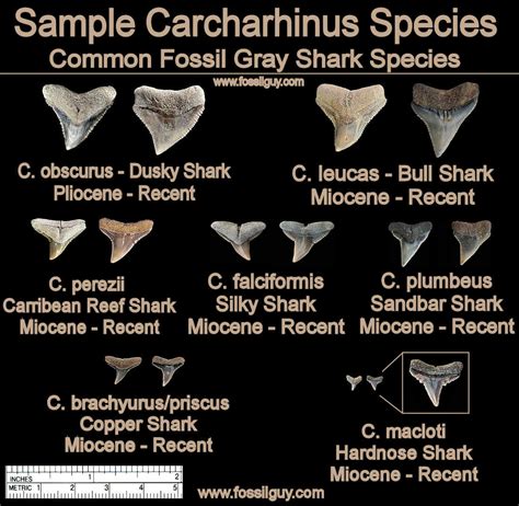 Arriba 87+ imagen fossil shark tooth identification - Abzlocal.mx