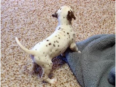 Adorable Registered Dalmatians for sale Los Angeles - Puppies for Sale ...