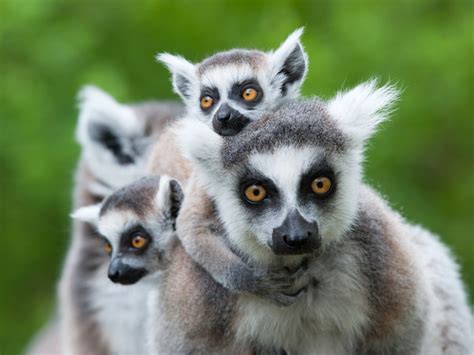 What You Need To Know About That 'Cute' Lemur Video : 13.7: Cosmos And ...