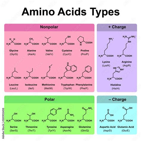 Amino Acids Types Table Showing The Chemical Structure Of Amino Acids | The Best Porn Website