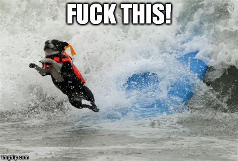 Dogs Surfing Funny Meme Picture