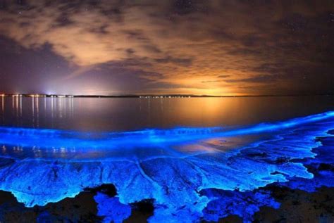 Plankton Bioluminescence ~ Tasmanian Bioluminescent Sea Bioluminescence ...