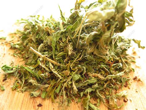 Cannabis sativa, dried leaves - Stock Image - C037/6660 - Science Photo ...