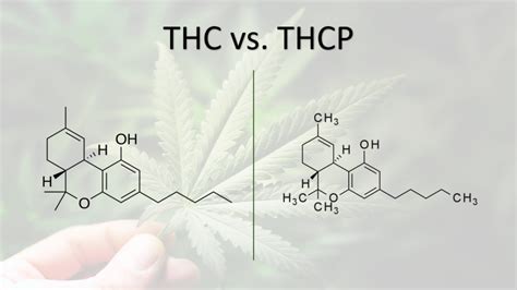 THCP vs THC: The Complete Comparison Guide - MoonWlkr