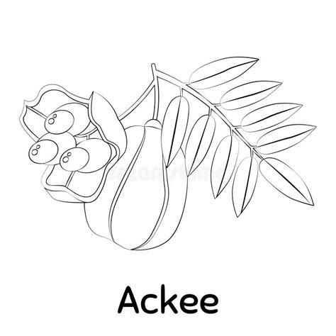 Ackee Tree