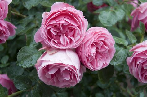 David Austin English Rose - Louie's Nursery