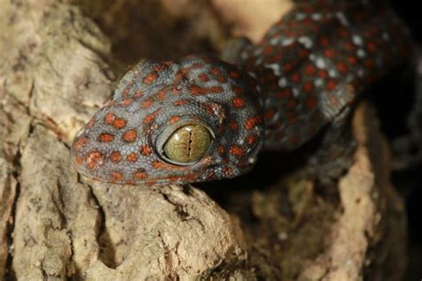 Tokay Gecko (Gekko gecko) Known as the Tuko, by the locals from the sound that is made. Lizards ...