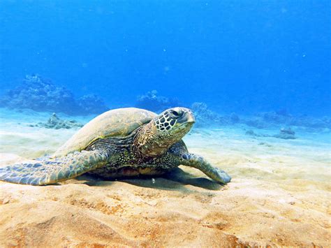 Hawaiian Green Sea Turtles - Maui Magic Snorkel - Molokini Snorkel Boat ...