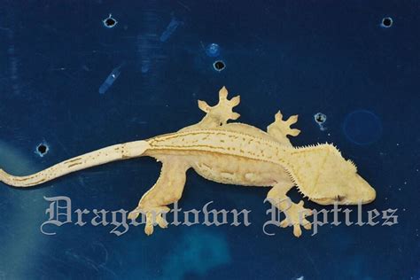 Crested Gecko Breeding Revisited - Gecko Time