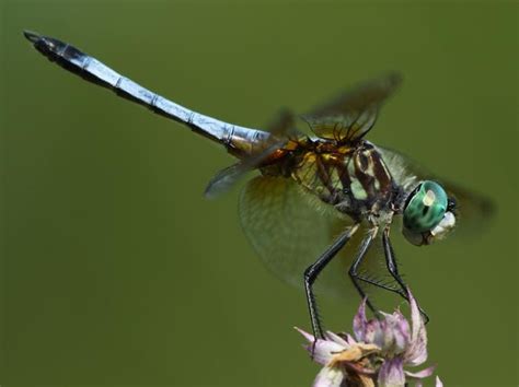 All of Nature: Dragonflies Predators and Prey