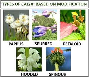 Calyx in Plants - Meaning, Features & Types - Biology Reader