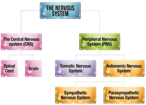 Structure of the Nervous System | tutor2u