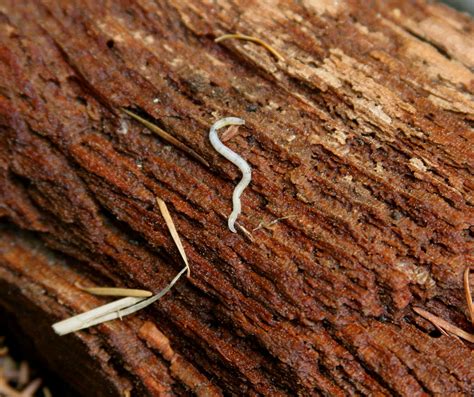 Small White Worm (Oligochaeta) - a photo on Flickriver