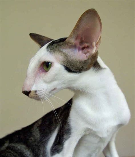 Oriental Bicolor side view photo | Oriental shorthair cats, Beautiful cats, Cute cats